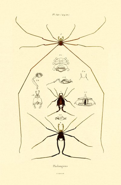 Spiders by French School